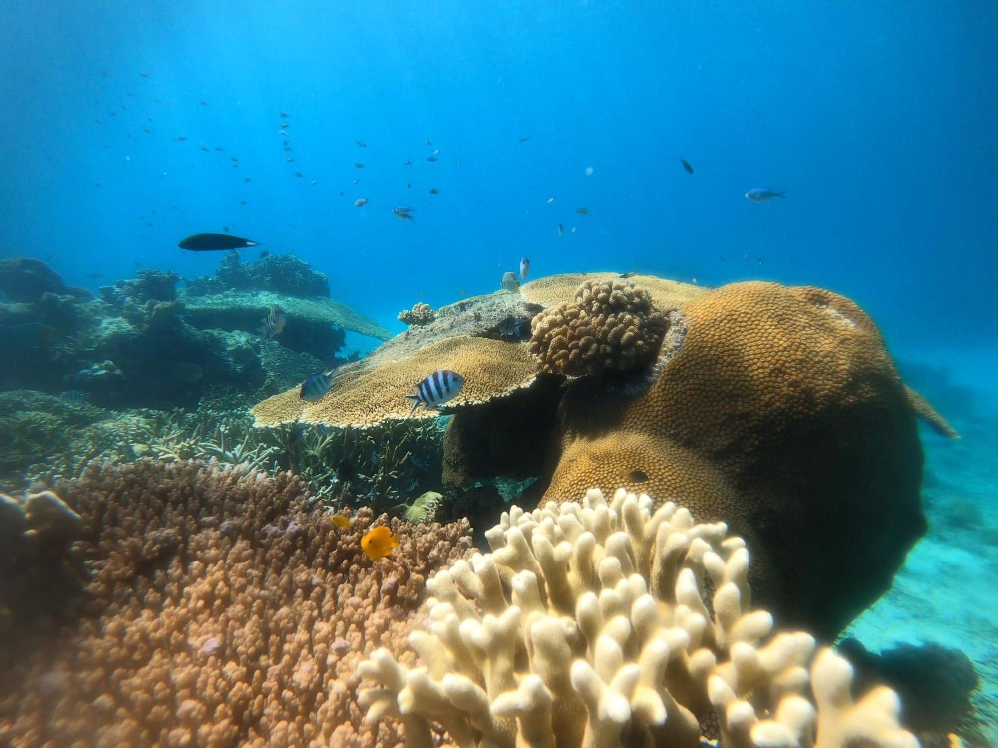 Natuna Dive Resort Ранай Екстер'єр фото